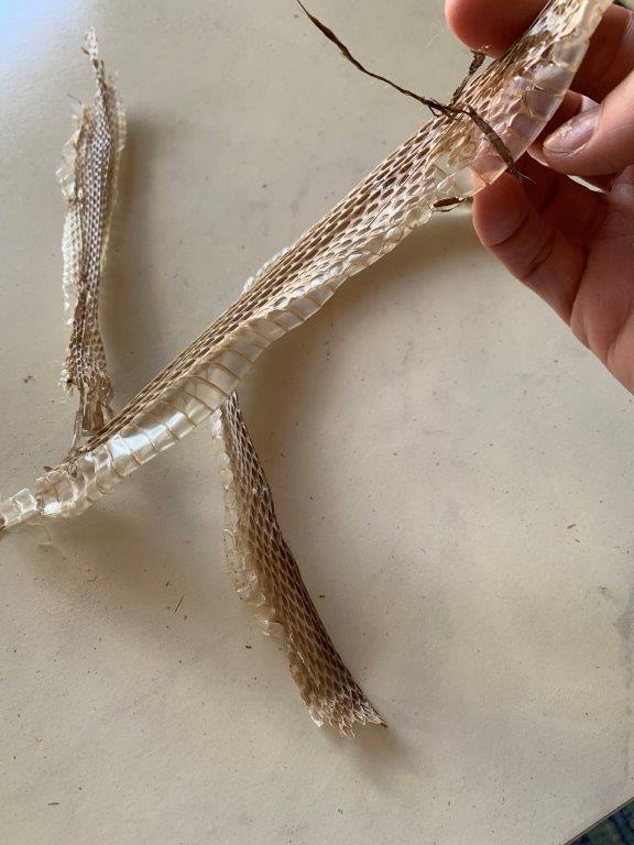 Lexington snake skin