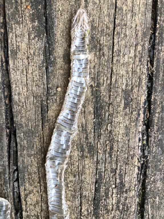 Lexington snake skin